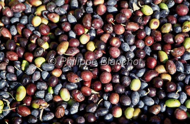 chypre 30.JPG - Olives fraichesChypre